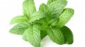 Menthe verte